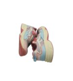 Adidasi copii Bench, 27, imitatie de piele, material textil, roz alb - imagine 4